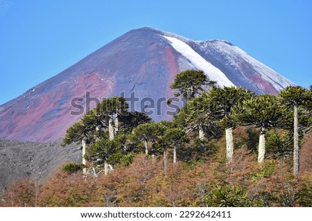 Autumn landscape in the Andean Araucania region of Chile with Araucaria trees and forest with typical autumn colors, all illuminated by the setting sun, with the imposing Llaima volcano in the back Royalty-Free Stock Photo #2292642411