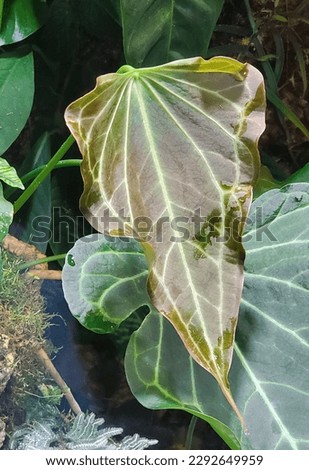 Close up of the beautiful leaf shape of Anthurium Delta Force, an expensive tropical plant
