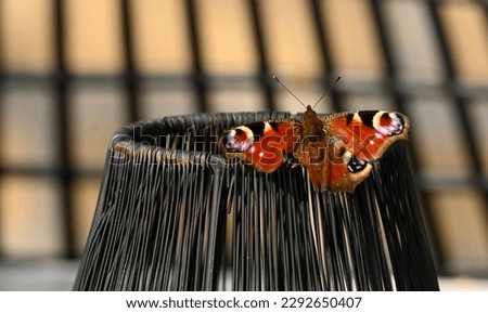 
    Butterfly rests on a lantern on the garden table