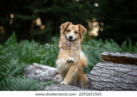 Dog with happy face waves with paw in the forest. Dog in nature.
