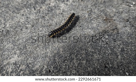 Beautiful Insect, a yellow spotted millipede on a gray background Royalty-Free Stock Photo #2292661671