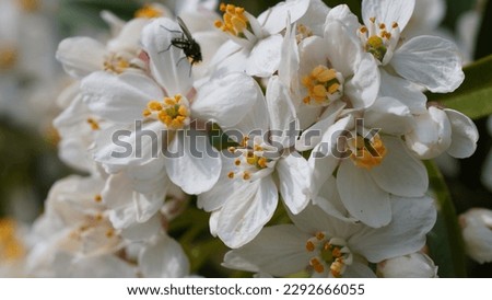 Capturing the Beauty of Allium neapolitanum: Stunning white Naples garlic flowers. Spring shots