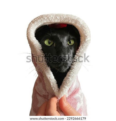 Black funny oriental cat in hoodie isolated on white background