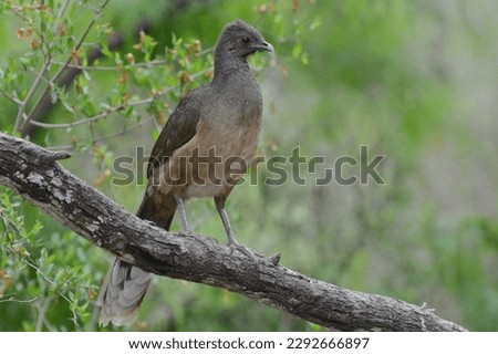 A Plain Chachalaca (Ortalis vetula) perches on a tree limb in the Rio Grande Valley of Texas. Chachalacas are large, brown, chicken-like birds of subtropical forests in Texas, Mexico. Profile portrait Royalty-Free Stock Photo #2292666897