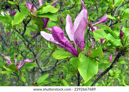 Flowers of Magnolia liliiflora. It is an ornamental tree native to China.