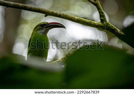 Animal themes: Groove billed Toucanet or Tucan pico de frasco perched on a branch