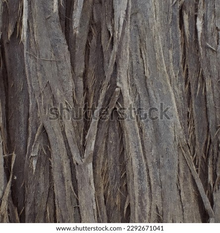Details of the bark of cupressus cashmeriana Royalty-Free Stock Photo #2292671041