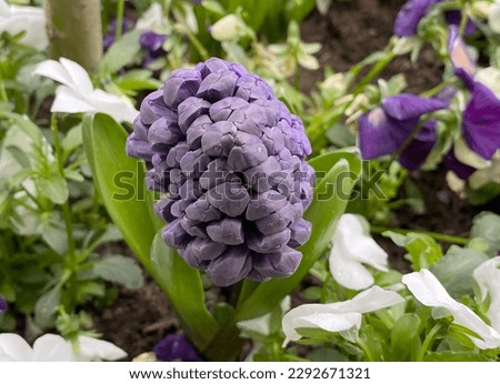 You see a purple hyacinth