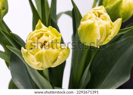 Elegant soft creamy yellow and green Verona tulips spring bouquet on white background. Spring tulips close up. 