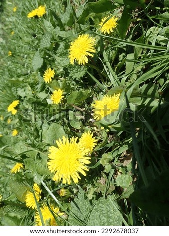 detail of yellow dandelion blossoming in green grass