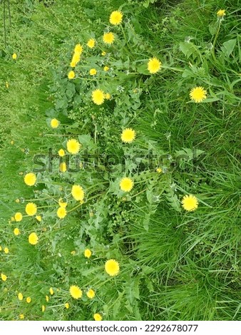 detail of yellow dandelion blossoming in green grass