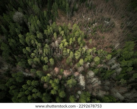 Areal shot of a pine tree forest in autumn.