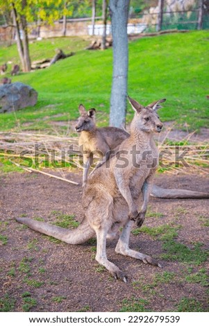 Two large kangaroos at the Prague Zoo