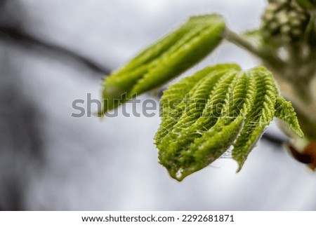 Macro shot of green chestnut leaves