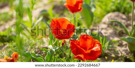 Wild Red Data Book tulips Greig in the fields of Kazakhstan. Spring flowers under the rays of sunlight. Beautiful landscape of nature. Hi spring. Beautiful flowers on a green meadow.