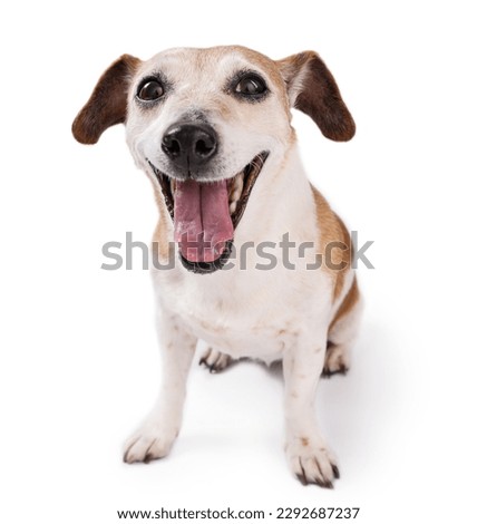 Adorable senior dog on white background sitting full length looking at camera and smiling with wide open mouth. Cute Jack Russell terrier. Elderly senior pet theme series. Shouting, screaming dog face