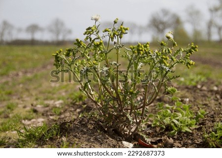 Senecio vulgaris, also known as Groundsel and Old-man-in-the-spring, a weed with yellow flowers on an agricultural field Royalty-Free Stock Photo #2292687373