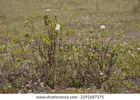 Senecio vulgaris, also known as Groundsel and Old-man-in-the-spring, a weed with yellow flowers on an agricultural field Royalty-Free Stock Photo #2292687375