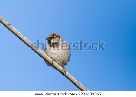 Sparrow bird  on the wire.