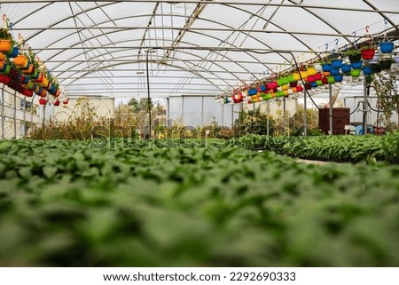 Wide view on green house, low angle, green plants under industrial construction