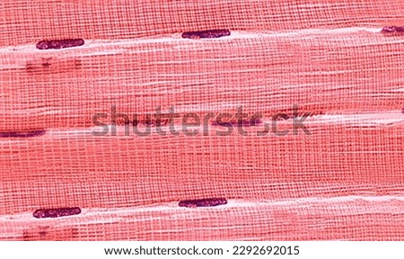 Within the muscle cell structure are many long fibers that do the actual contracting of the muscle. Royalty-Free Stock Photo #2292692015