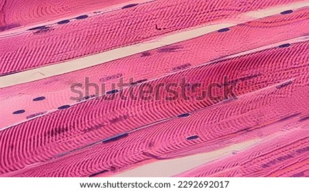 Within the muscle cell structure are many long fibers that do the actual contracting of the muscle. Royalty-Free Stock Photo #2292692017