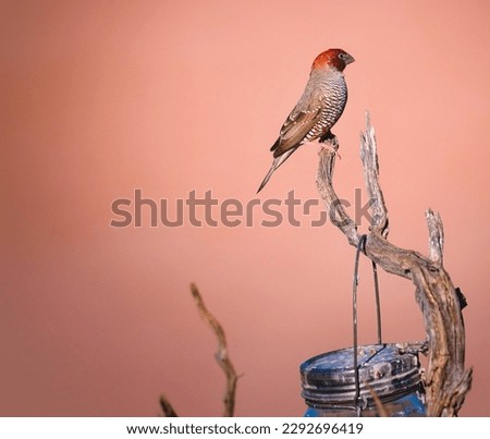 One of the common small bird at Northern South Africa, always see them in group, Red Headed Finch with red background