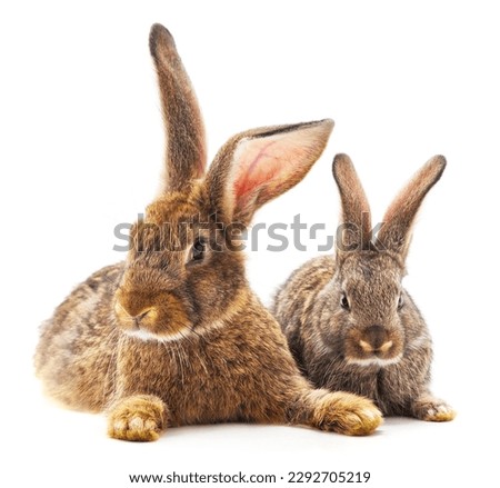 Two beautiful rabbits isolated on a white background.