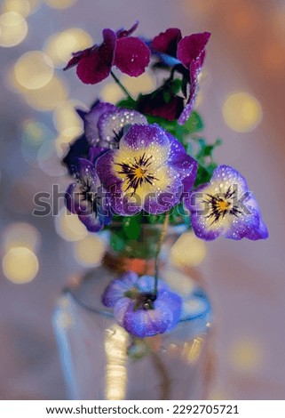 Pansy flowers with water drops in a glass vase and a blue blurred background with yellow bokeh. Shallow depth of field. Airy atmosphere. Art photography. 