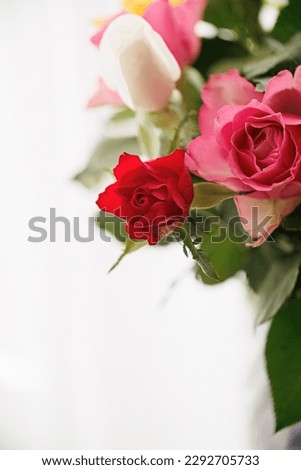 Close-up of beautiful red and white roses. Blurred white background. Shallow depth of field. Copy space. Airy atmosphere. Art photography.