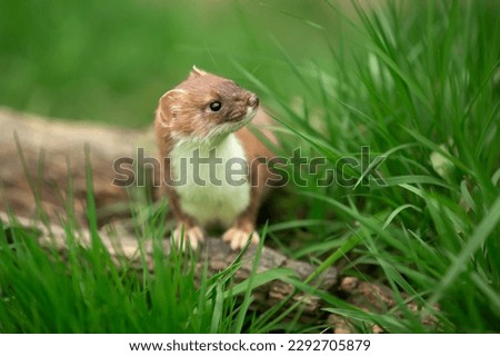 Stoat in Springtime, Scientific name: Mustela erminea, stood on a log and facing right in natural grassy habitat.  Concept: British Wildlife.  Close up.  Space for copy. Royalty-Free Stock Photo #2292705879