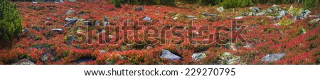 Alpine heathlands after summer bright colors light up glow red and orange leaves of gray stone, covered lichen- very picturesque, causes joy. The berries are very tasty and useful and simply beautiful