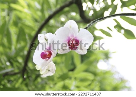 White orchid flower or commonly known as the moon, the moth  or mariposa orchid, is a species of flowering plant in the orchid family Orchidaceae