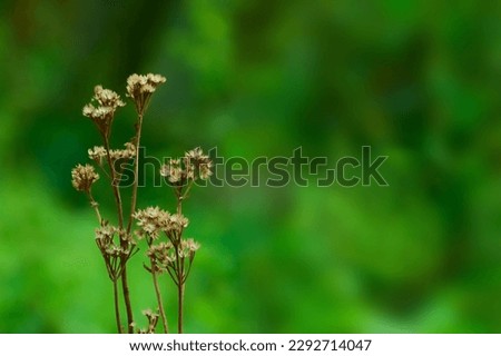 Some dry brown flower and leaf in front of blurry green background