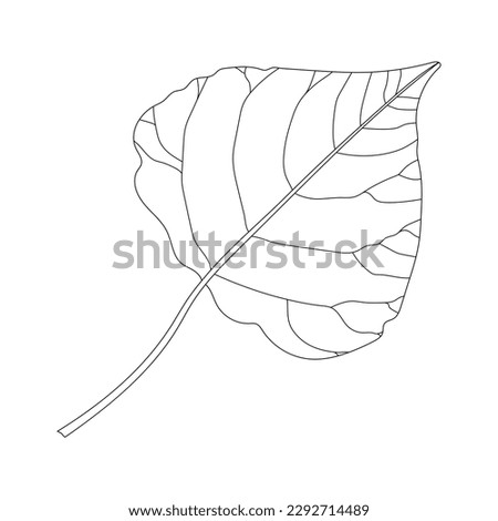 Poplar leaf. Black and white illustration.