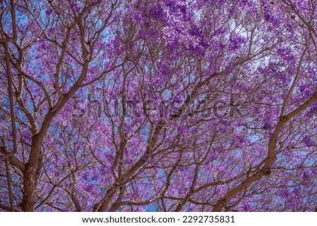 Mostly blurred purple tree on blue sky background. Exotic violet or purple flowers of blue Jacaranda, or black poui. Flowering tree, no leaves, just blossoms on branches. Summer nature wallpaper