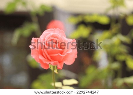 Summer rose in host sunny day
