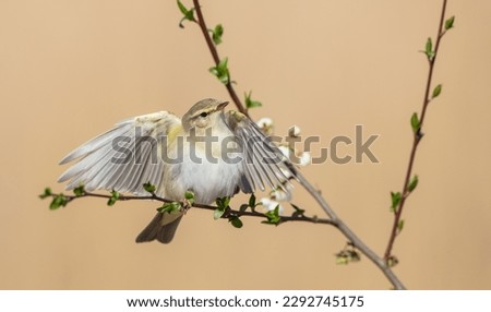 Willow warbler in early spring at a wetland  Royalty-Free Stock Photo #2292745175
