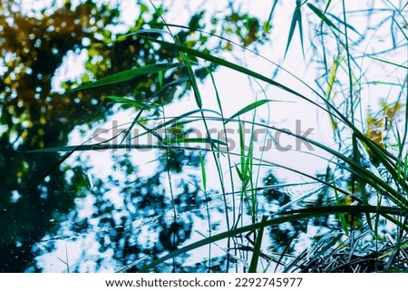 Lake water surface reflecting trees and plants.