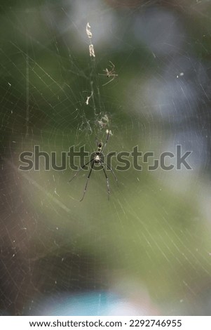 Spider is the general name given to members of the order Araneae of the class Arachnids of the order Arachnids.