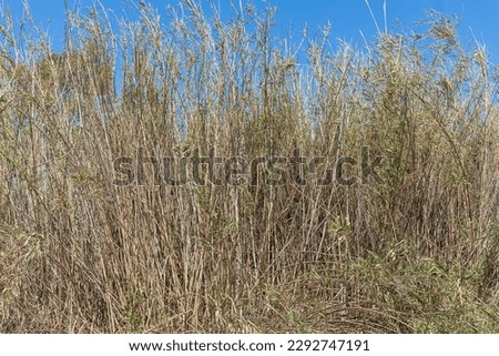 Dry yellow Cortaderia Selloana Pumila feather pampas grass with is on a blue sky with white clouds background in the park Royalty-Free Stock Photo #2292747191