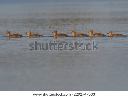 The greylag goose or graylag goose (Anser anser) is a species of large goose in the waterfowl family Anatidae and the type species of the genus Anser. Chicks.