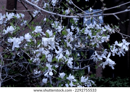 White magnolia tree in spring