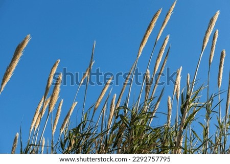 Dry yellow Cortaderia Selloana Pumila feather pampas grass with is on a blue sky background in the park Royalty-Free Stock Photo #2292757795
