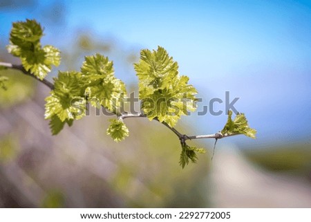 Close up view of grape leaves in Vineyard, shallow depth of field.