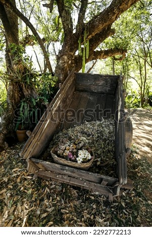 rustic wooden wagon with rotting flowers under a tree on a sunny day on a farm in the interior of Brazil