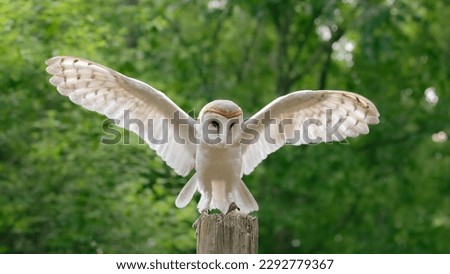 A barn owl with its wings open and spread.
