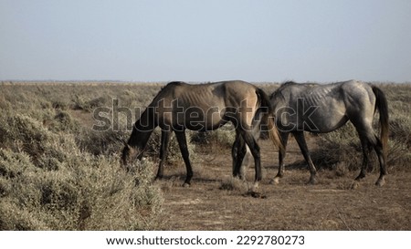 Wild Horses, golden horses, silver horse, wildlife, animal photography, landscape, grazing landو Pasture, daylight, traveling, adventure, desert