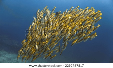 Underwater photo of a school of fish in the blue sea.