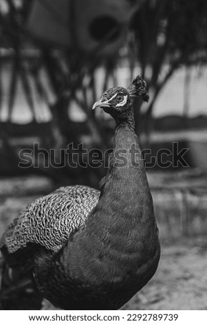Peafowl is a common name for three bird species in the genera Pavo and Afropavo within the tribe Pavonini of the family Phasianidae, the pheasants and their allies. Male peafowl are referred to as pea